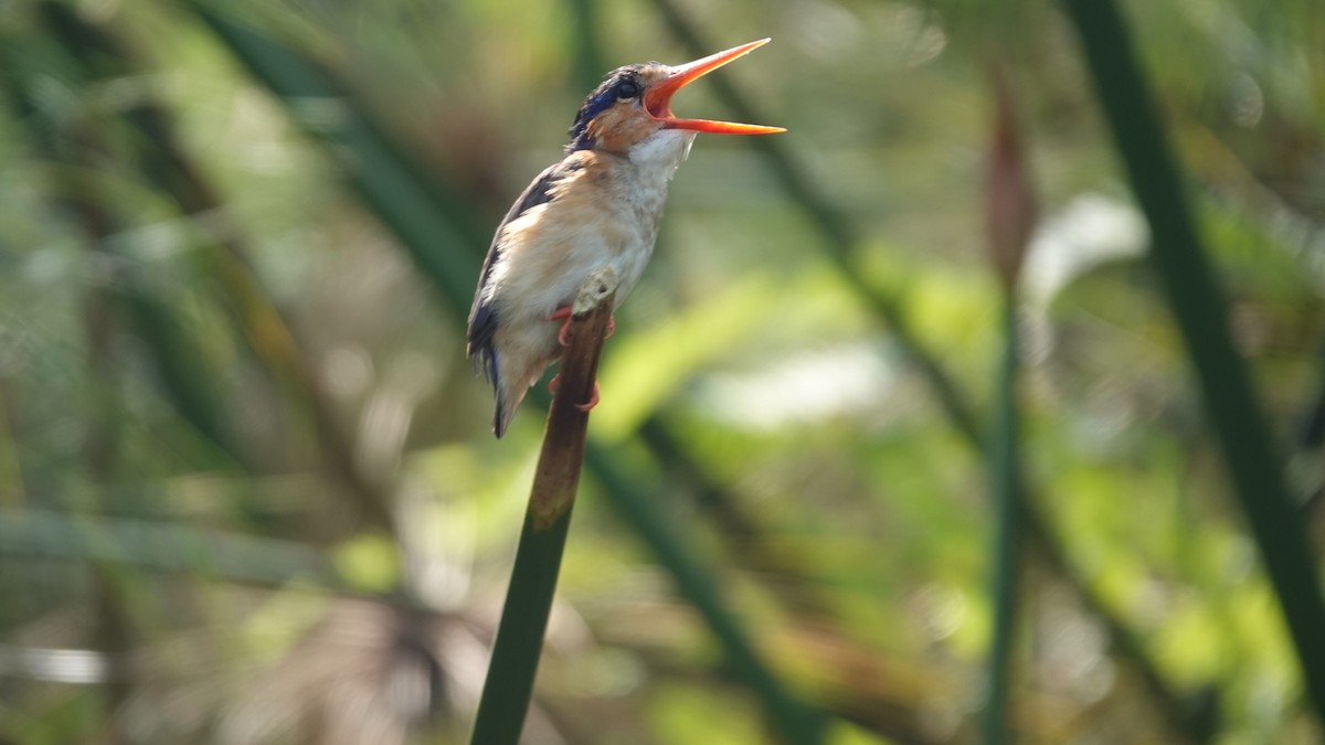 Malachite Kingfisher (Mainland) - ML615793606