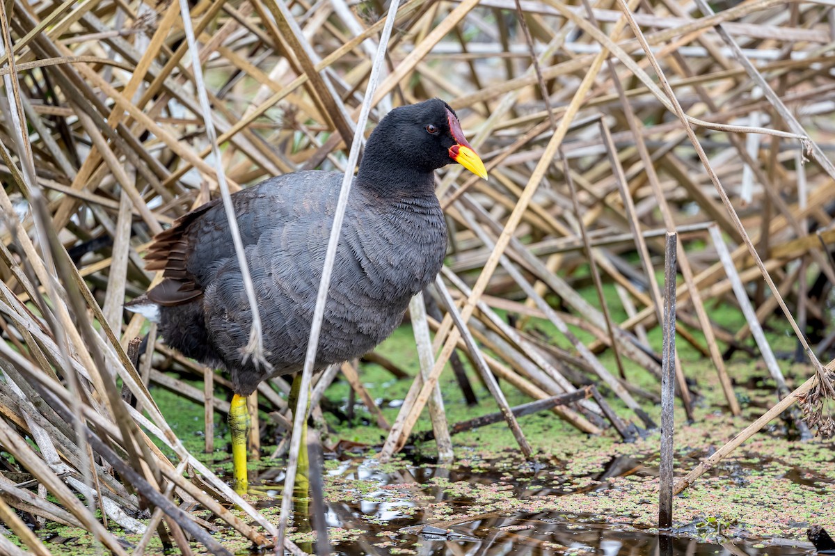 Red-fronted Coot - Shailesh Pinto