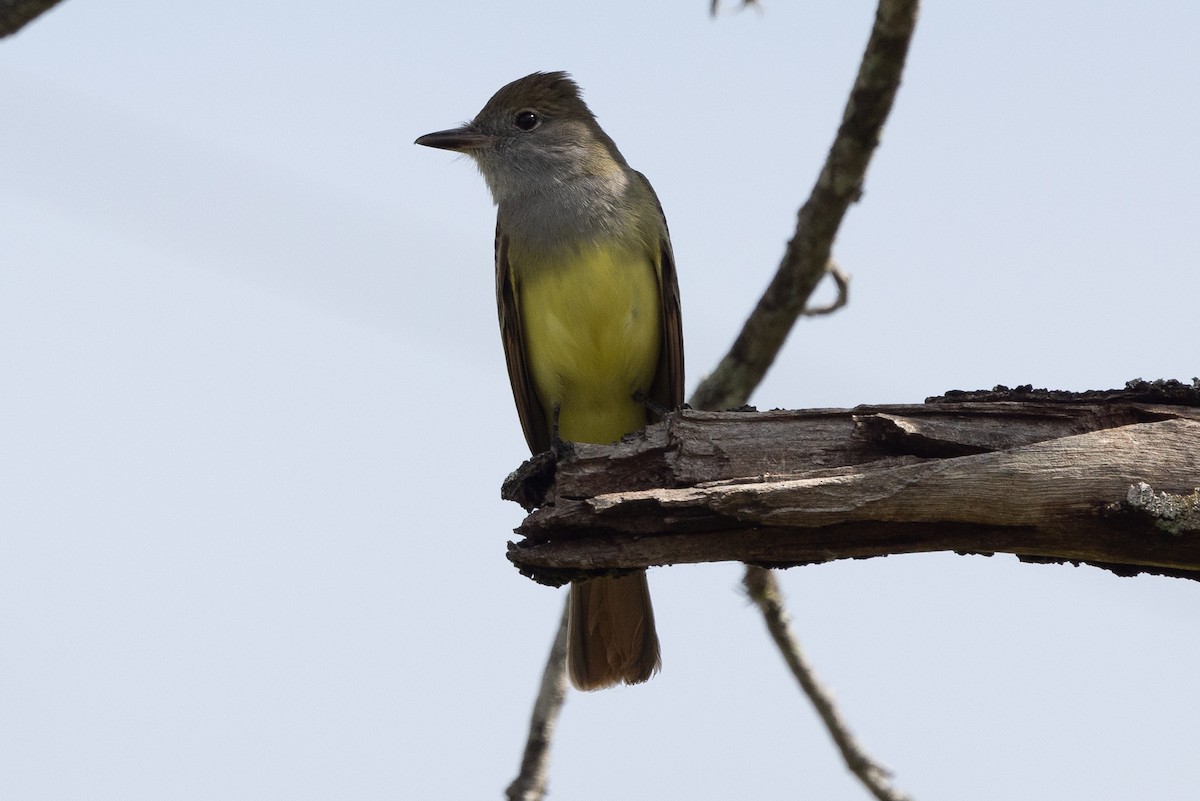 Great Crested Flycatcher - ML615793687