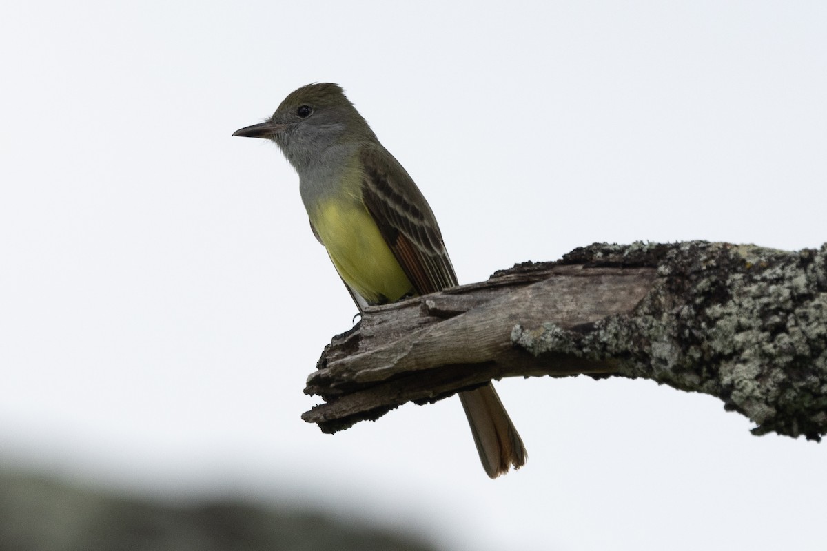 Great Crested Flycatcher - ML615793696