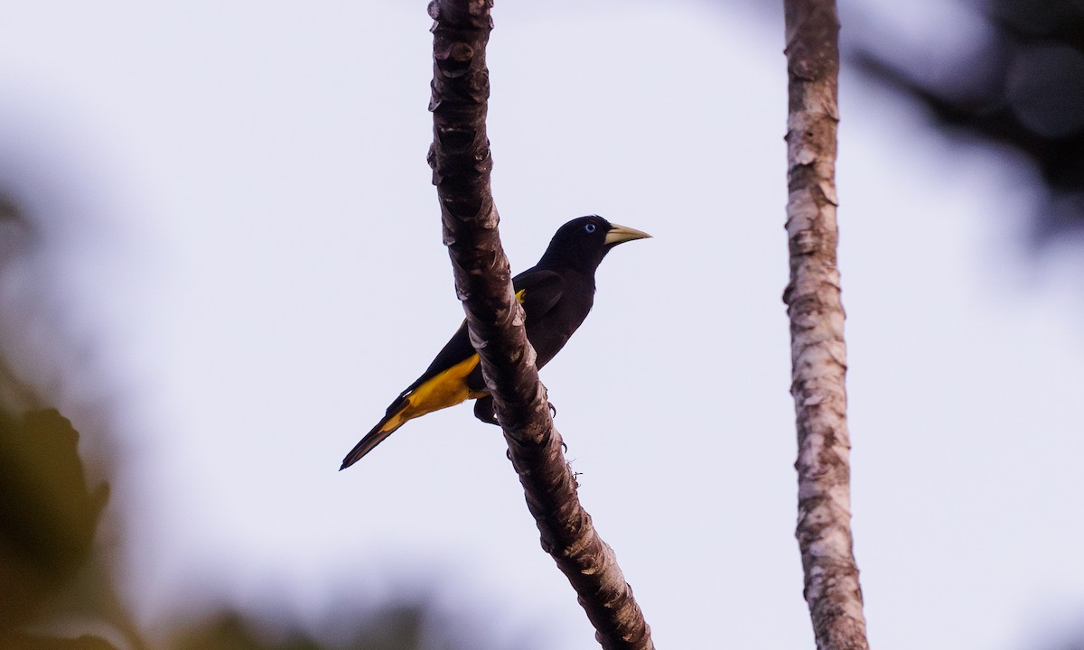 Yellow-rumped Cacique - ML615793813