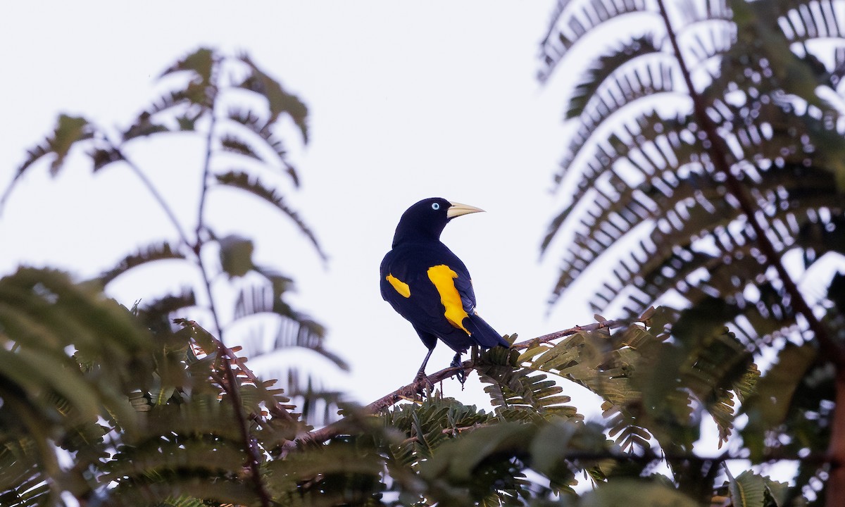 Yellow-rumped Cacique - ML615793814