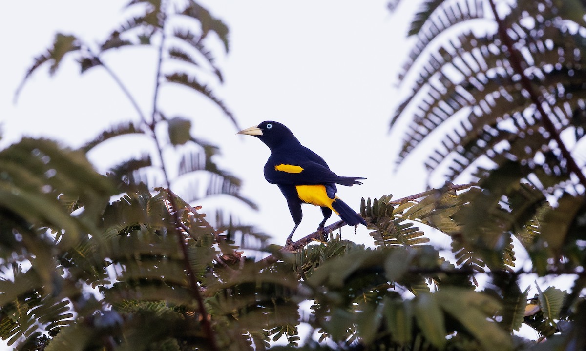 Yellow-rumped Cacique - ML615793815