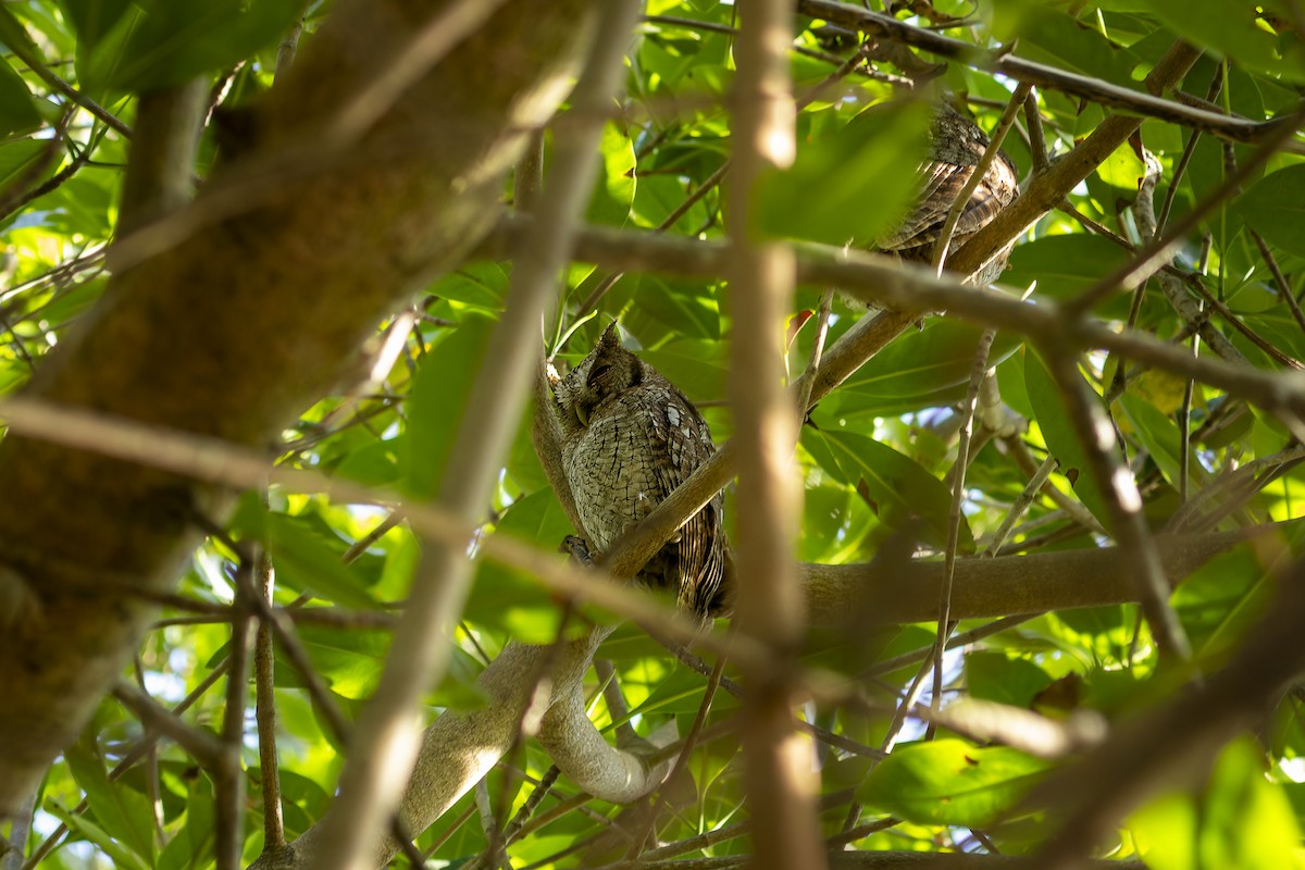 Tropical Screech-Owl - ML615793816