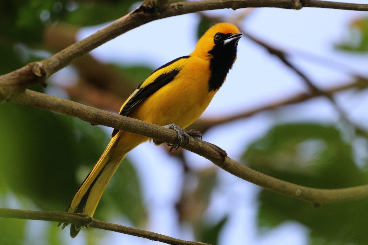 Yellow-tailed Oriole - ML615793891