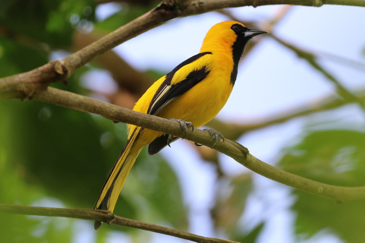 Yellow-tailed Oriole - ML615793892