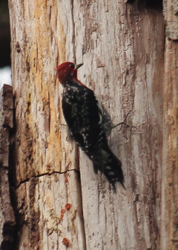 Red-breasted Sapsucker - ML615793990