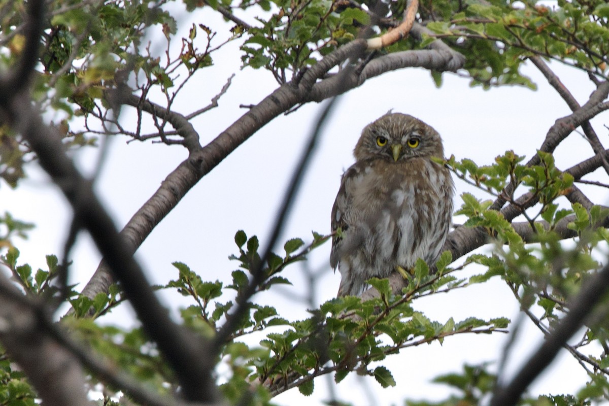 Austral Pygmy-Owl - ML615794008