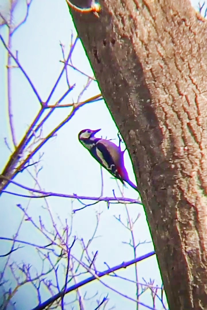 Great Spotted Woodpecker - ML615794049
