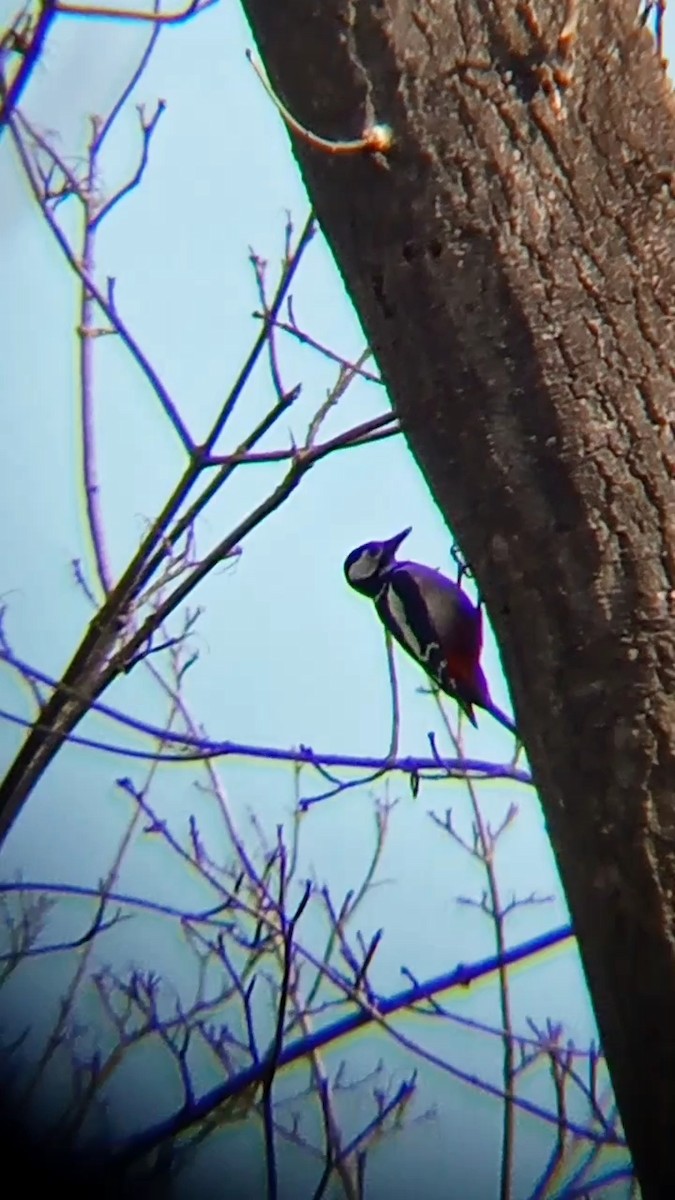 Great Spotted Woodpecker - ML615794050