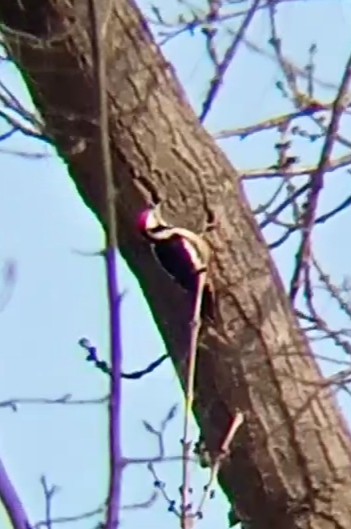 Middle Spotted Woodpecker - ML615794085
