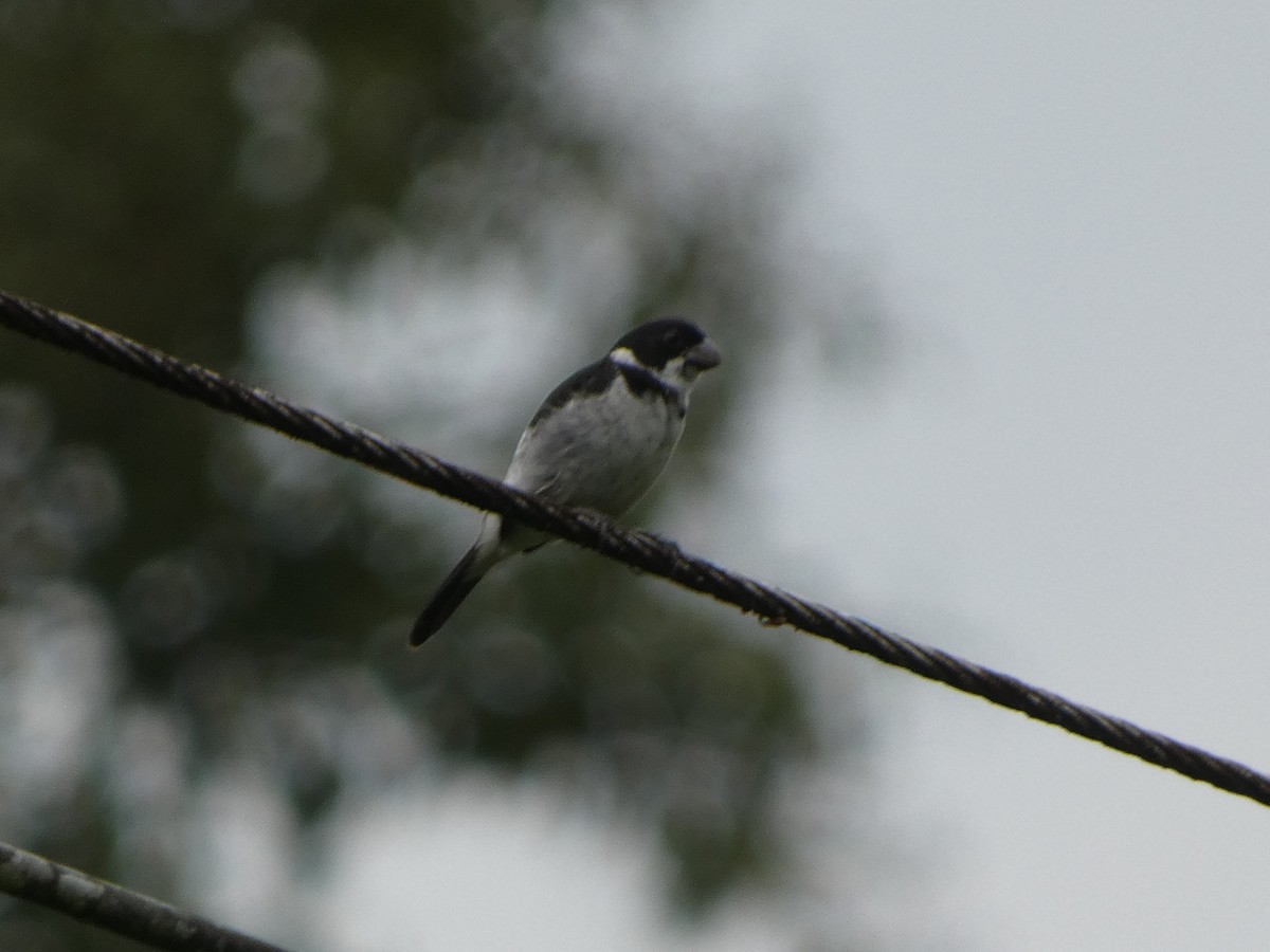 Wing-barred Seedeater (Caqueta) - ML615794113