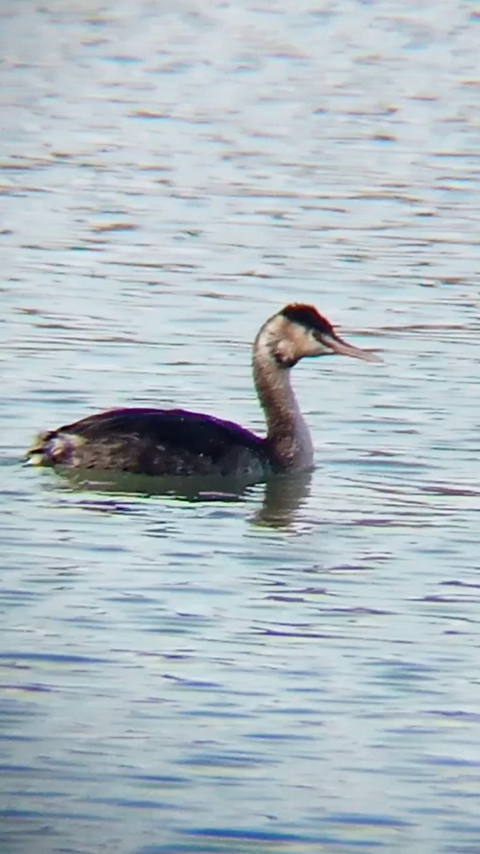 Great Crested Grebe - ML615794160