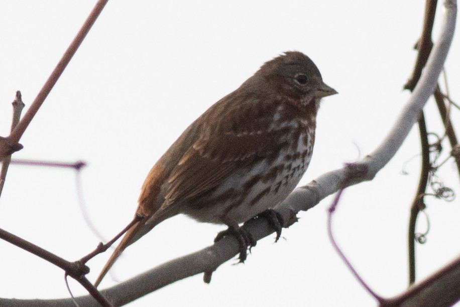 Fox Sparrow (Red) - ML615794162