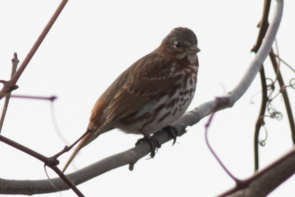 Fox Sparrow (Red) - ML615794163