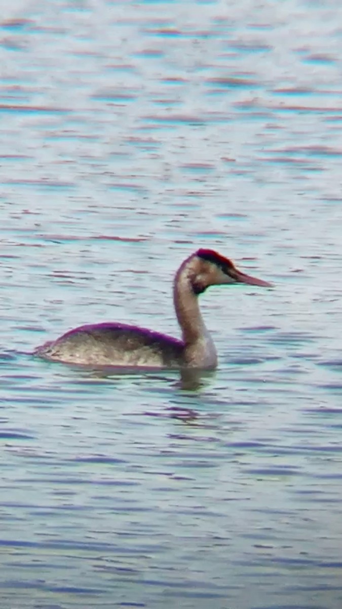 Great Crested Grebe - ML615794164