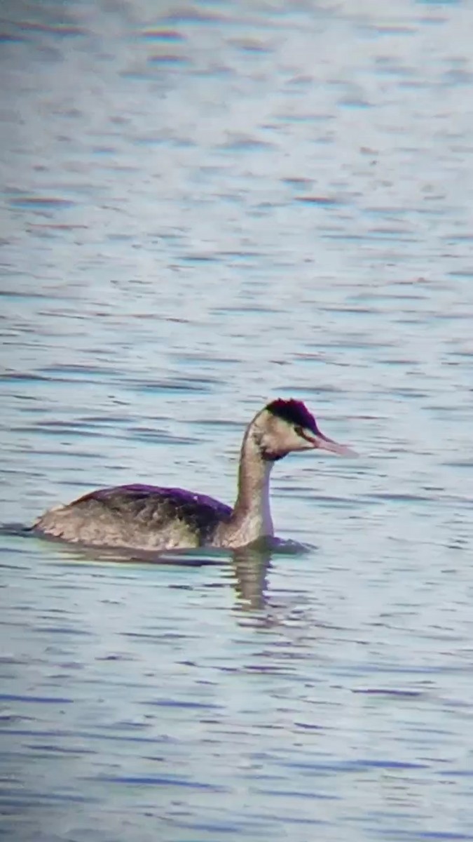 Great Crested Grebe - ML615794167
