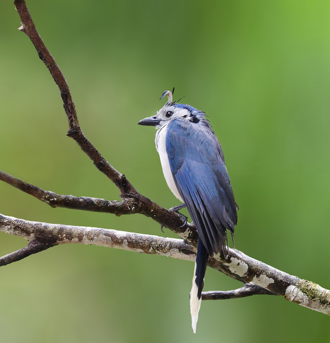 White-throated Magpie-Jay - ML615794236