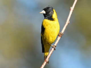 ズグロキバラヒワ - eBird