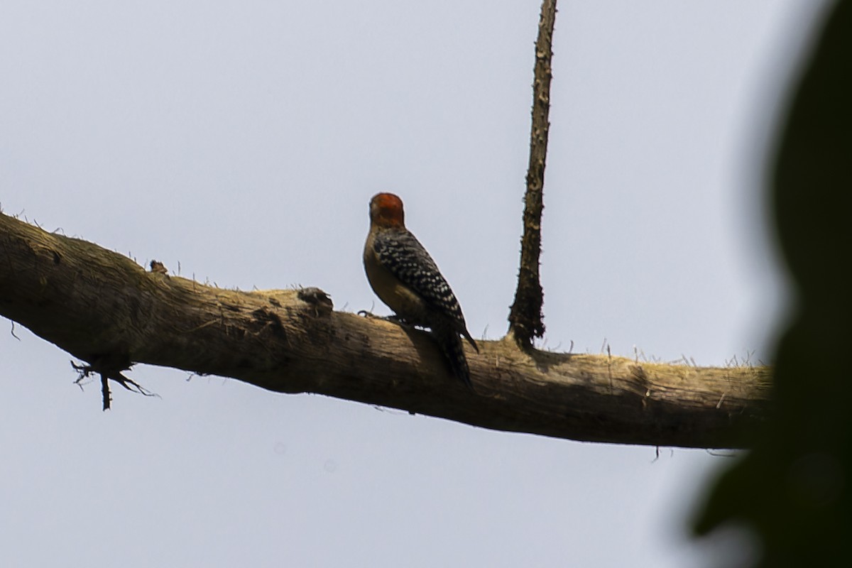 Red-crowned Woodpecker - Jack Crowe