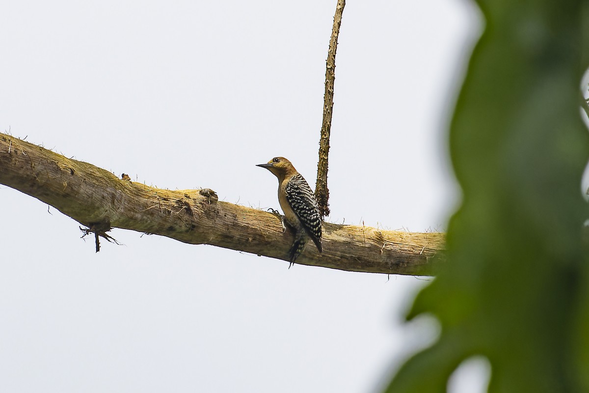 Red-crowned Woodpecker - ML615794278