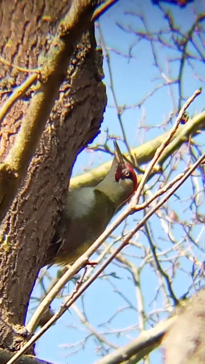 Eurasian Green Woodpecker - Laurent Pascual-Le Tallec