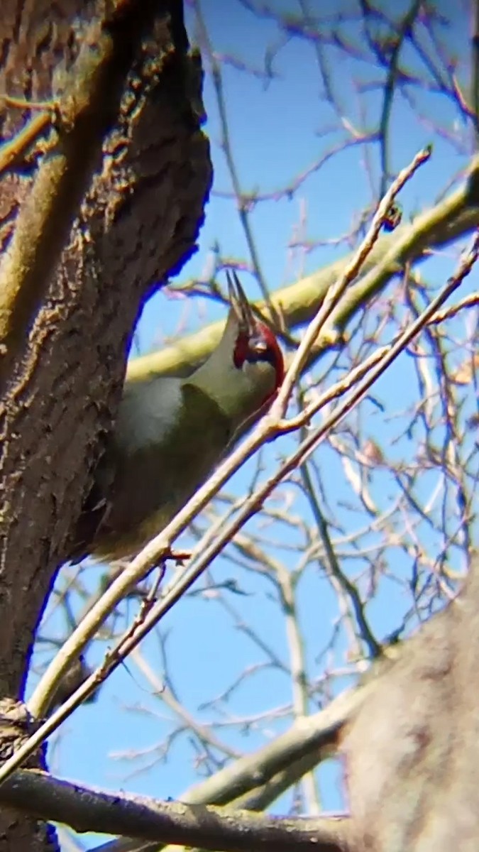 Eurasian Green Woodpecker - Laurent Pascual-Le Tallec