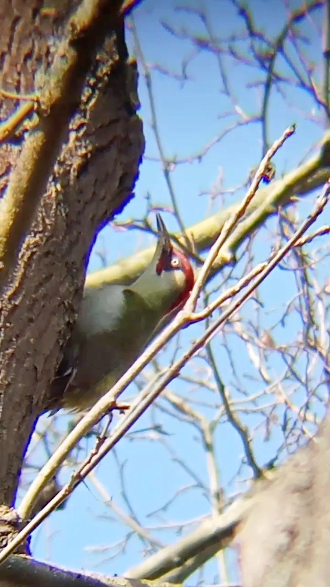 Eurasian Green Woodpecker - ML615794309