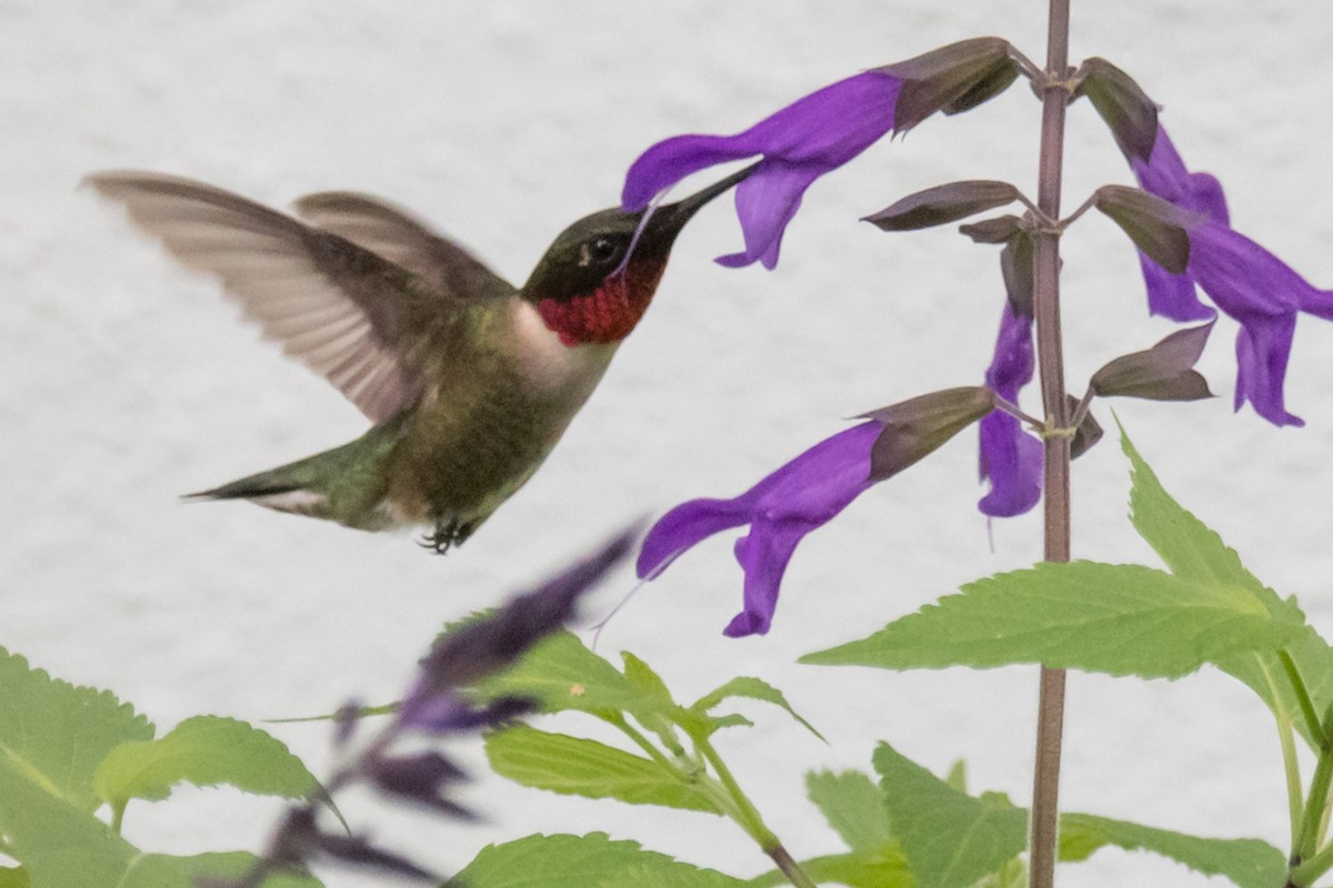 Ruby-throated Hummingbird - ML615794347