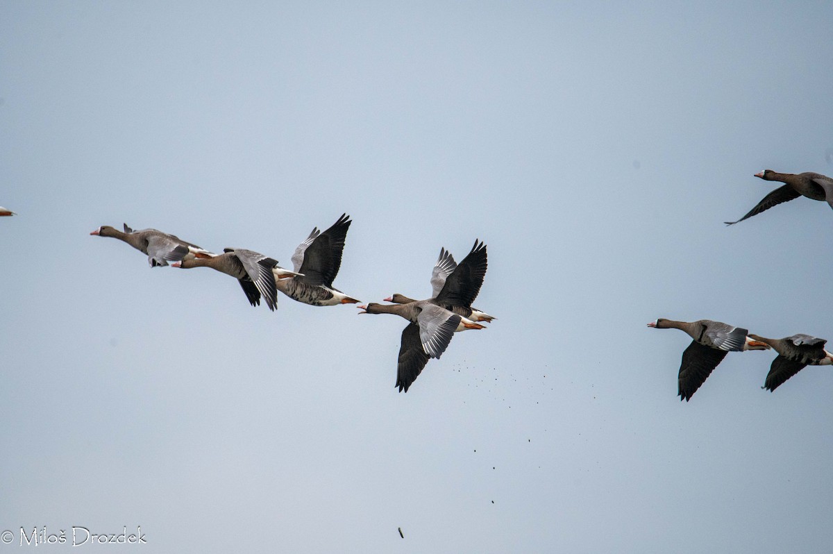 Greater White-fronted Goose - ML615794414
