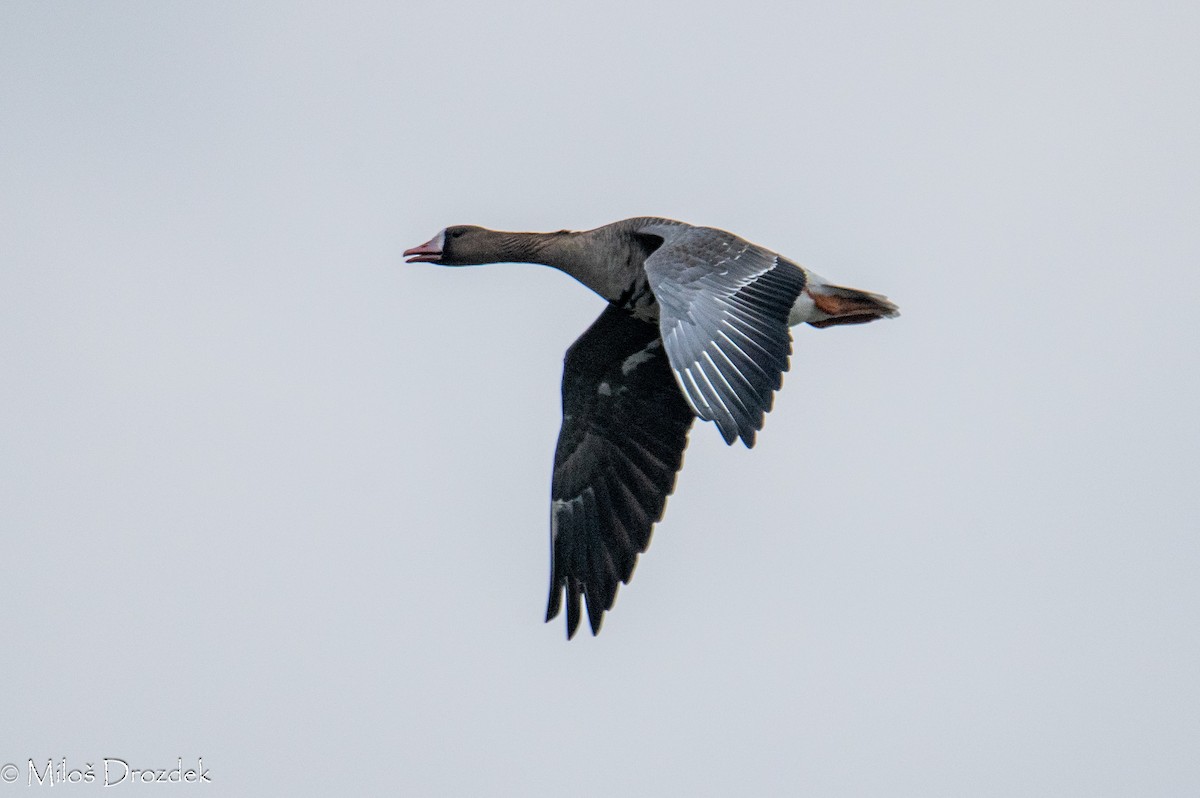 Greater White-fronted Goose - ML615794415