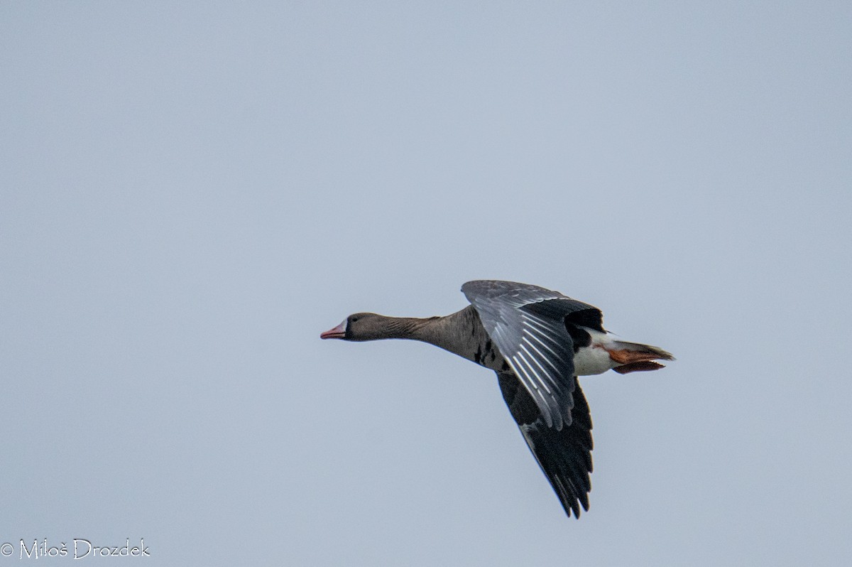 Greater White-fronted Goose - ML615794416