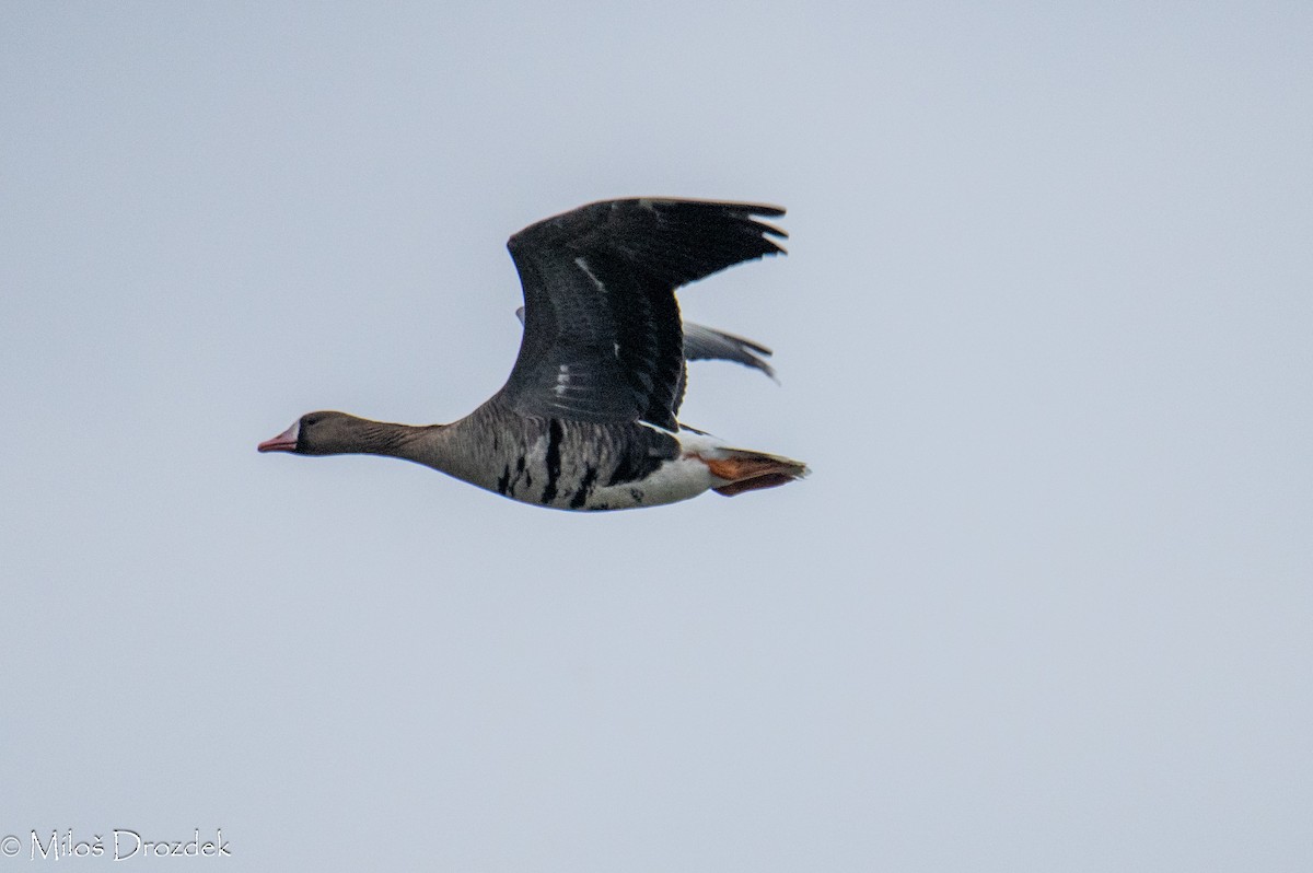 Greater White-fronted Goose - ML615794417