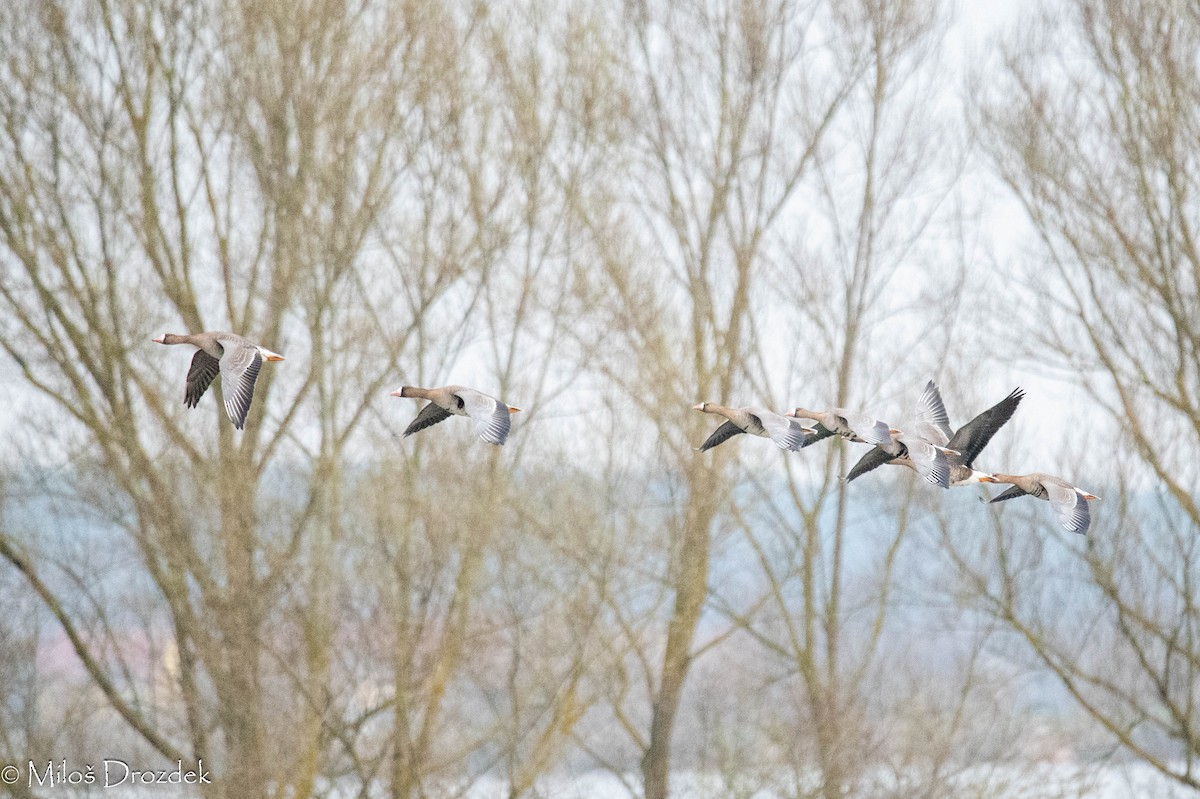 Greater White-fronted Goose - ML615794418