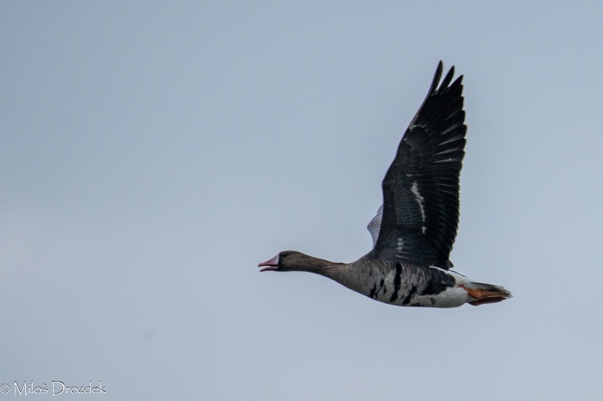 Greater White-fronted Goose - ML615794419