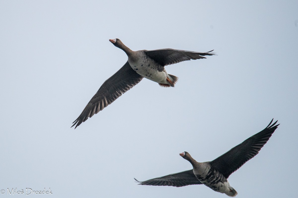 Greater White-fronted Goose - ML615794420