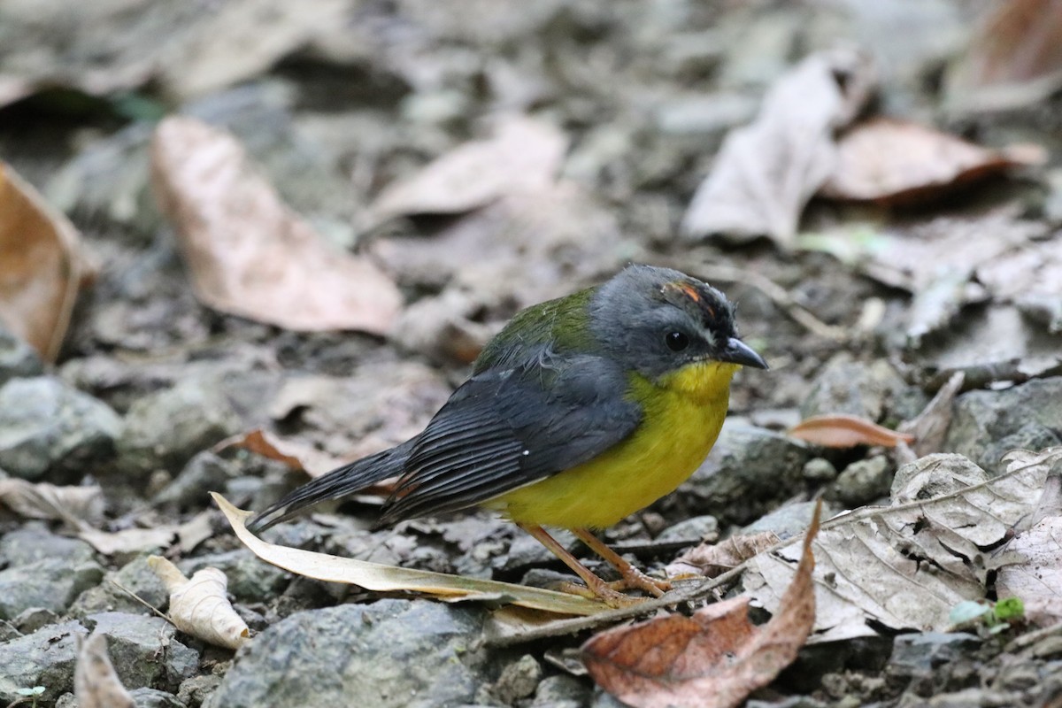 Gray-and-gold Warbler - ML615794589