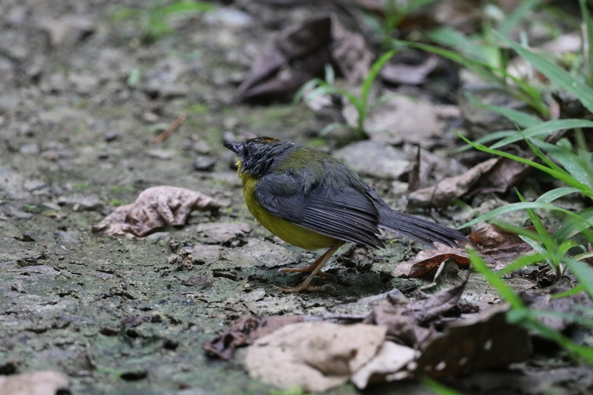 Gray-and-gold Warbler - ML615794590