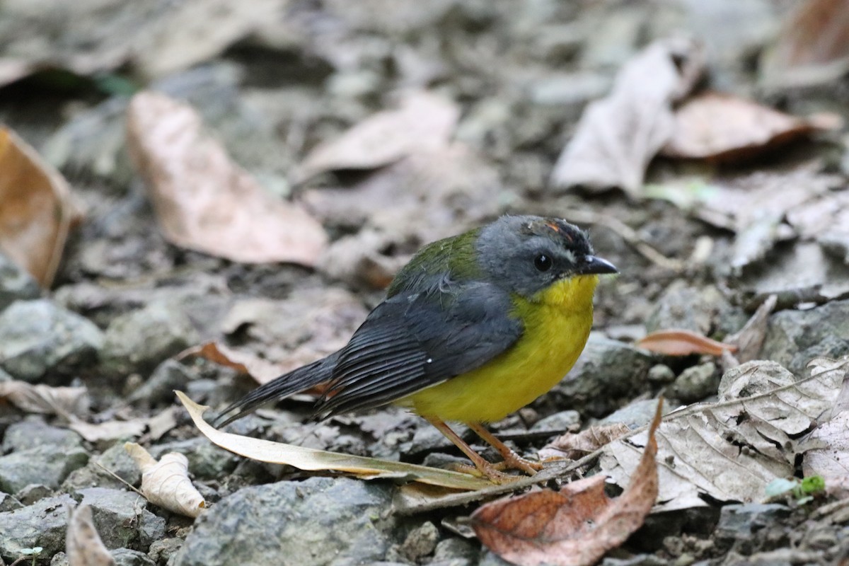 Gray-and-gold Warbler - ML615794591