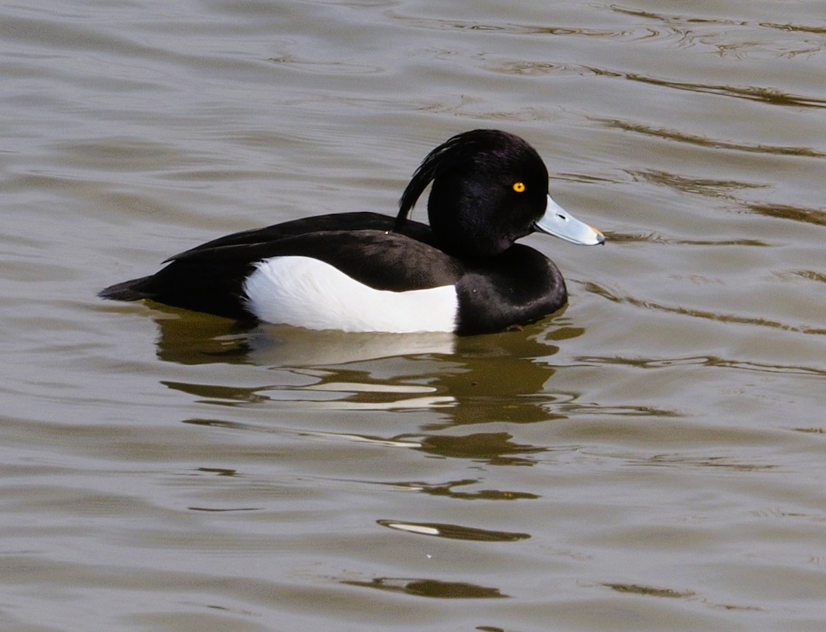 Tufted Duck - ML615794677