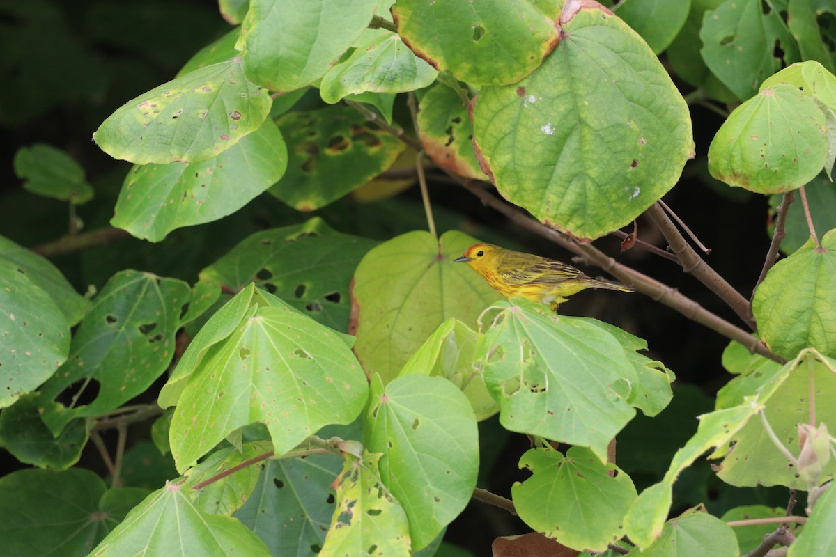 Yellow Warbler (Mangrove) - ML615794802