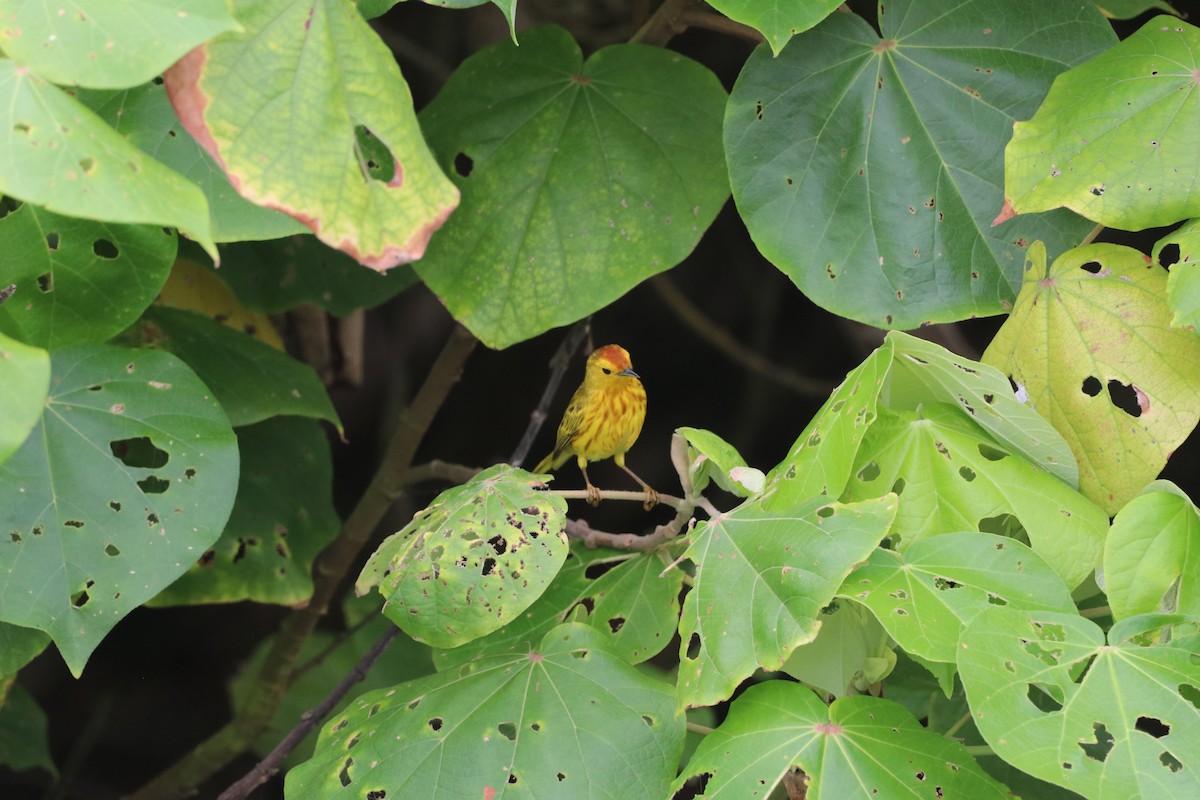Yellow Warbler (Mangrove) - ML615794803