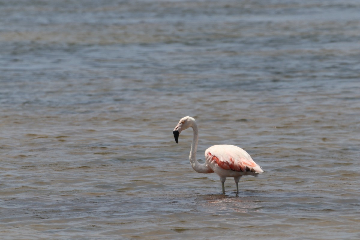 Chilean Flamingo - ML615794964