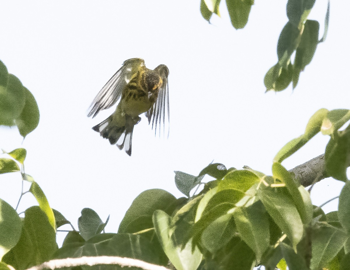 Cape May Warbler - ML615794983