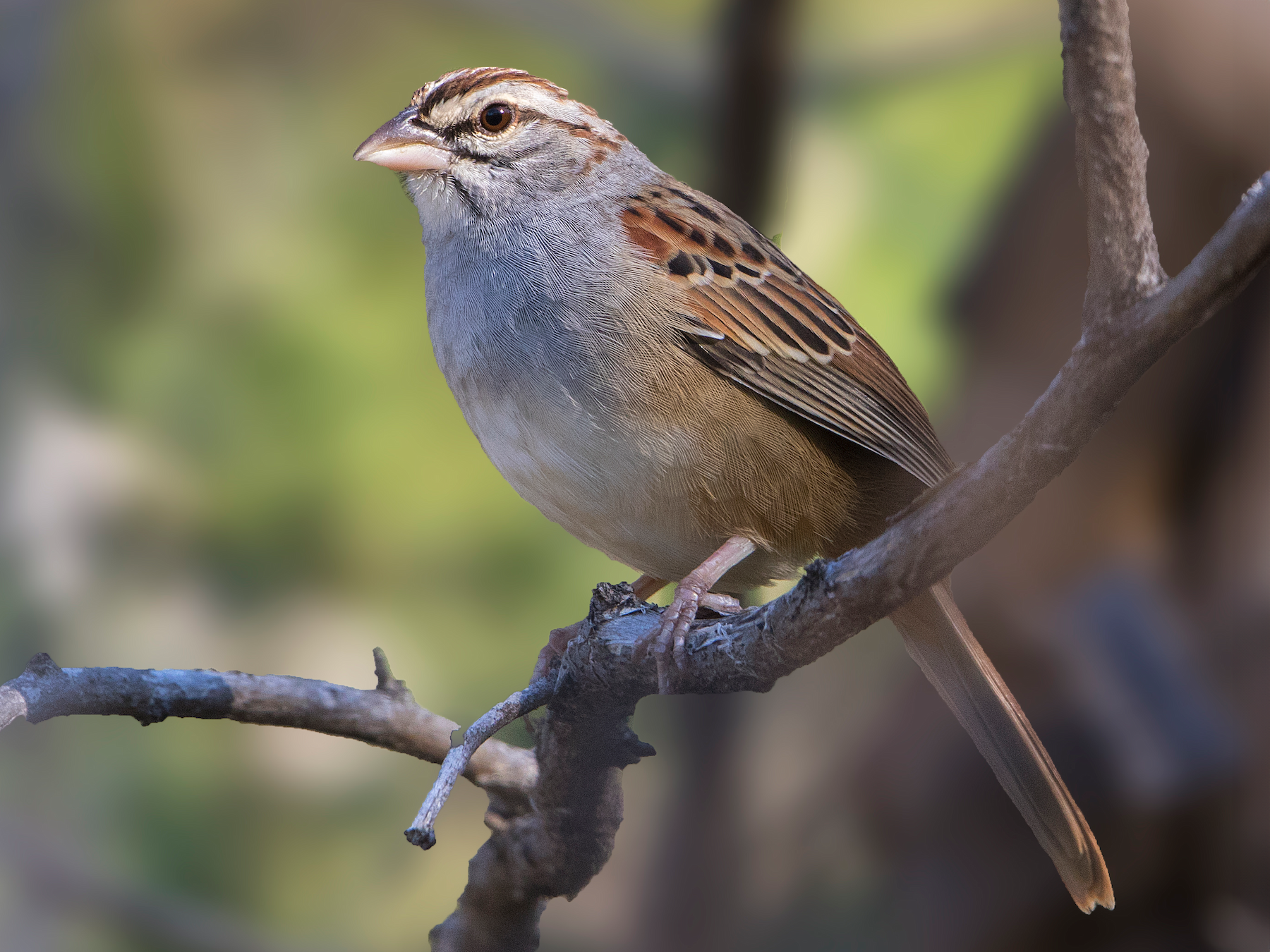 Cinnamon-tailed Sparrow - Bradley Hacker 🦜