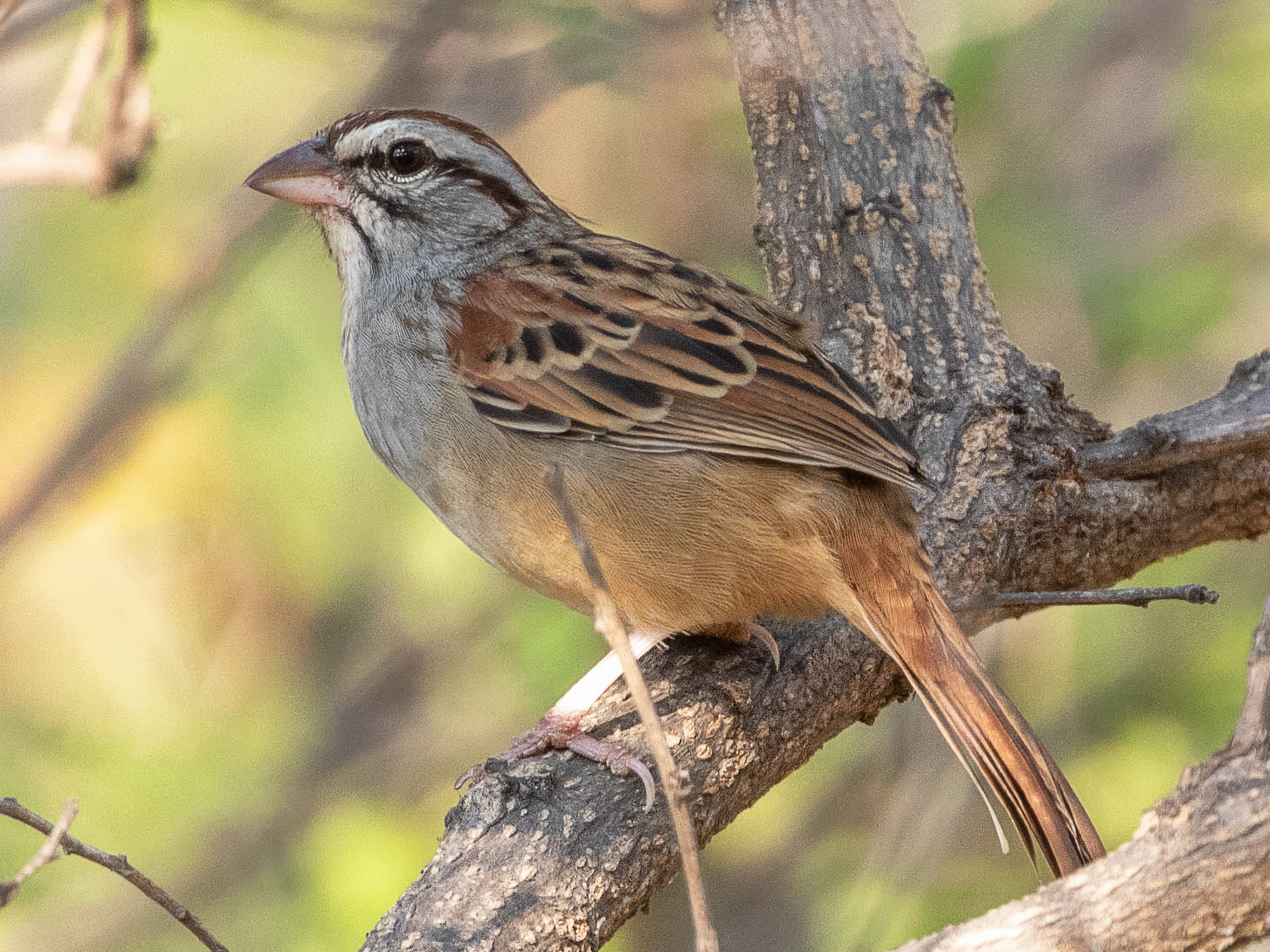 Cinnamon-tailed Sparrow - Neil Hayward