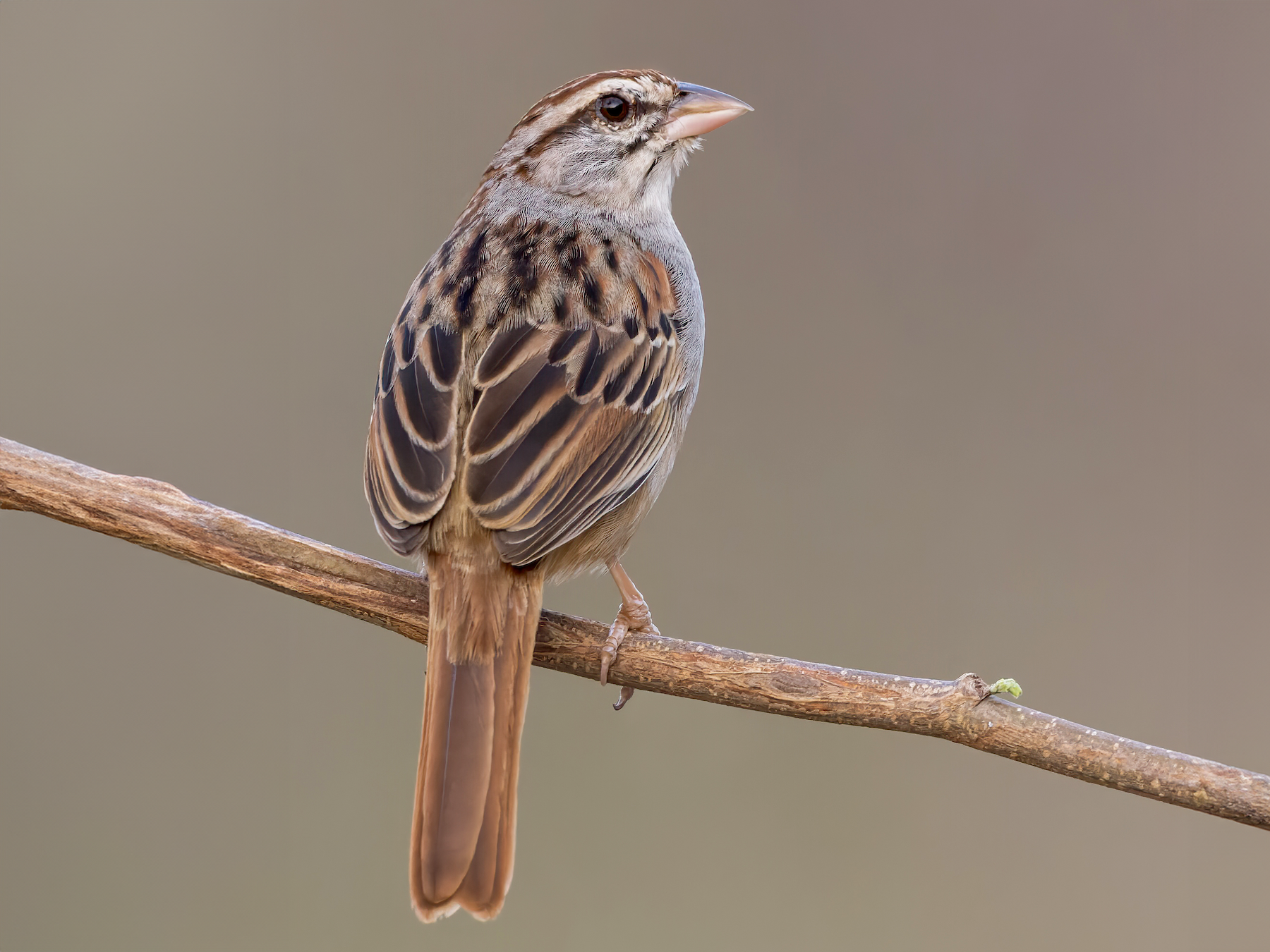 Cinnamon-tailed Sparrow - Dubi Shapiro