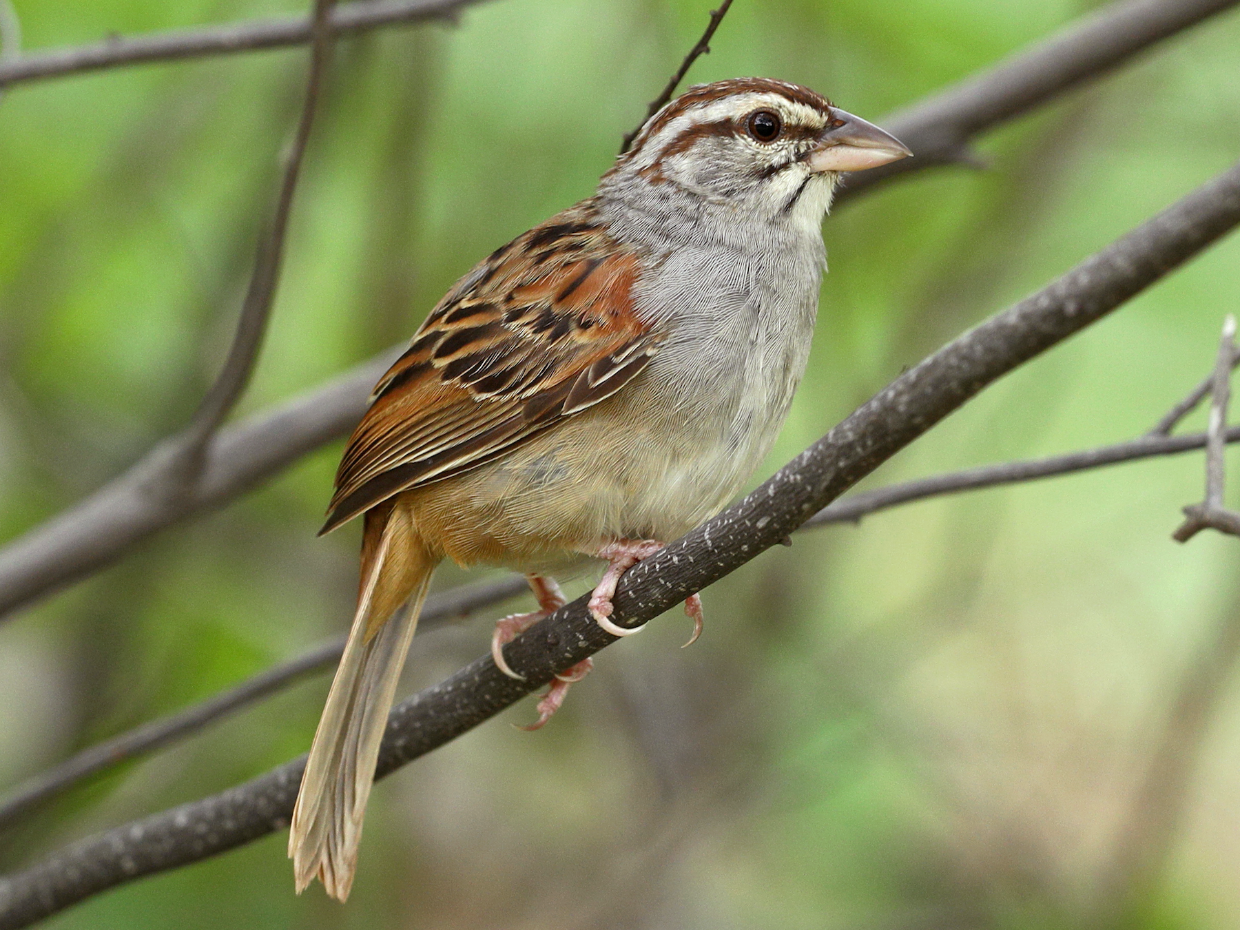 Cinnamon-tailed Sparrow - Aaron Maizlish