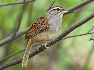  - Cinnamon-tailed Sparrow