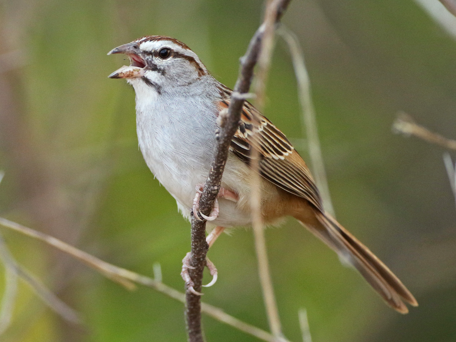 Cinnamon-tailed Sparrow - Luke Seitz